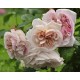 Троянда Геркулес (Роза Herkules)